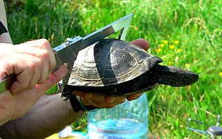 Mazurskie żółwie rozpoczęły wędrówkę do miejsc lęgowych